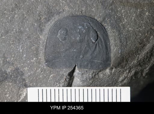 Eurypterus sp.