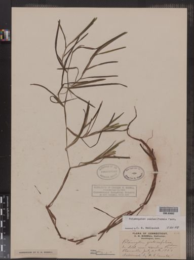 Potamogeton zosteriformis