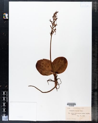 Habenaria hookeri
