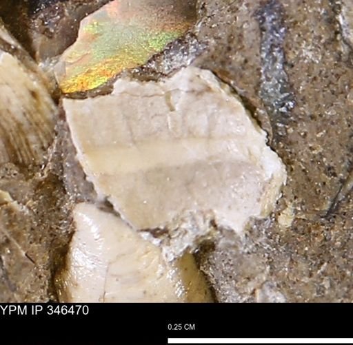 undet. Mollusca