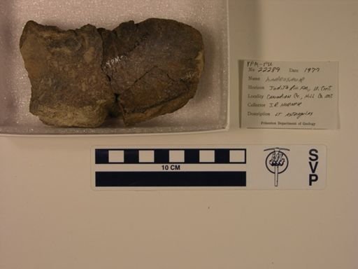 Hadrosauridae