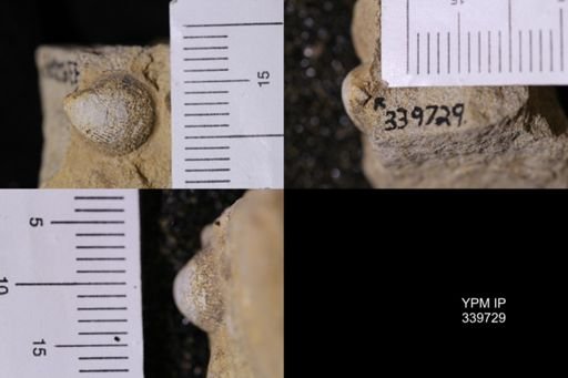 Cardium whitei