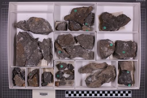 mixed taxa, stratigraphic collection