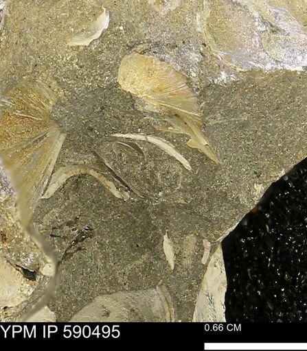 Limopsis?