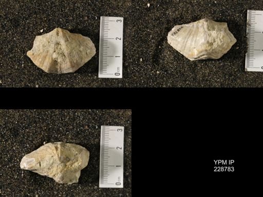 Neospirifer sp.