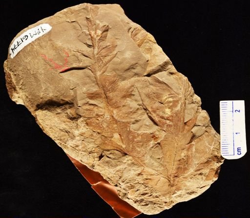 Woodwardia latiloba