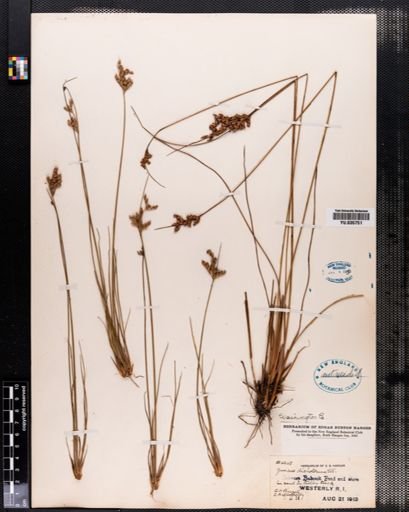 Juncus dichotomus