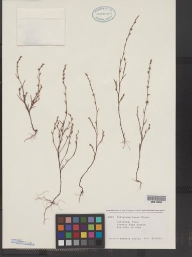 Polygonum tenue