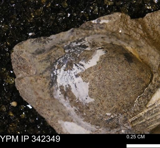 Protocardia sp.