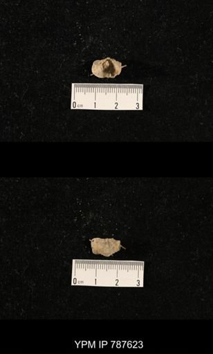 undet. Brachiopoda