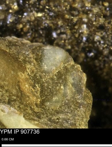 undet. Mollusca