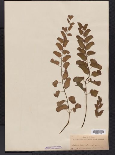 Adiantum