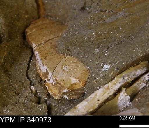Corbicula sp.