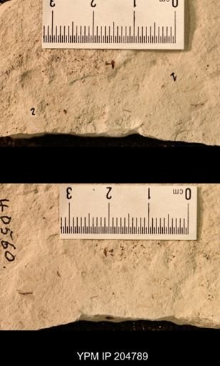 Blattaria