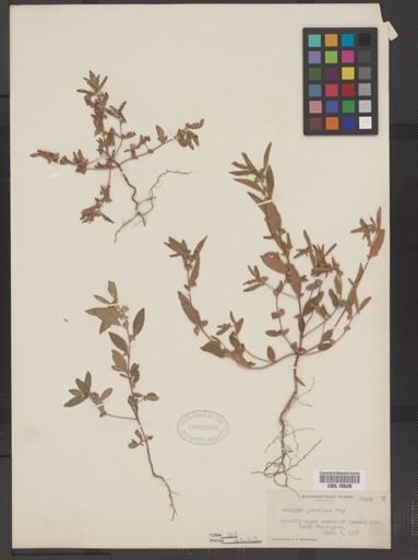 Acalypha gracilens