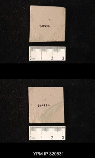 undet. Brachycera
