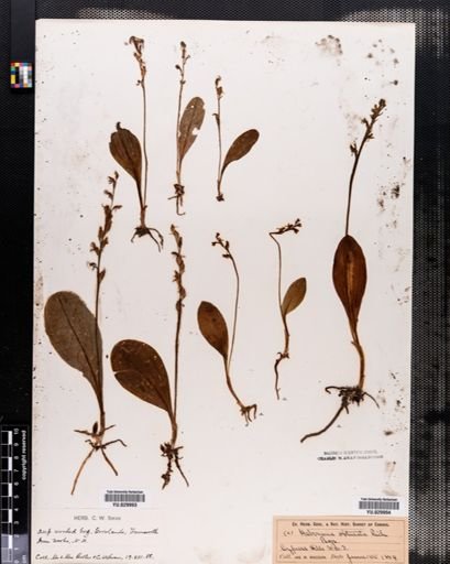 Habenaria