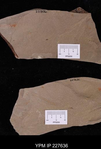 Ichnofossil