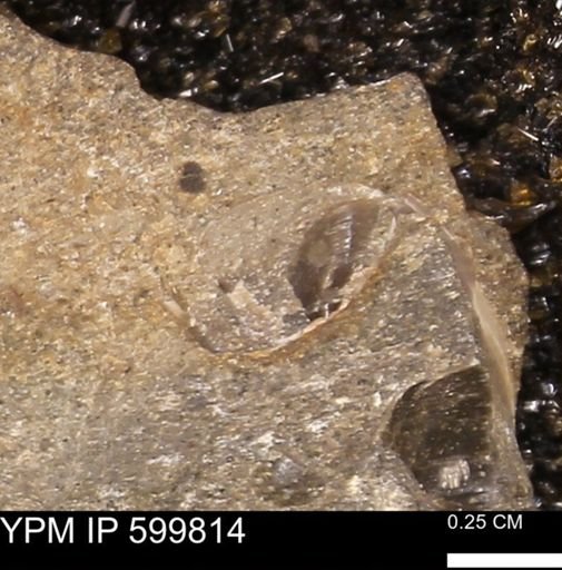 Protocardia subquadrata
