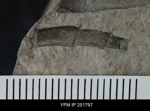 undet. Eurypterida