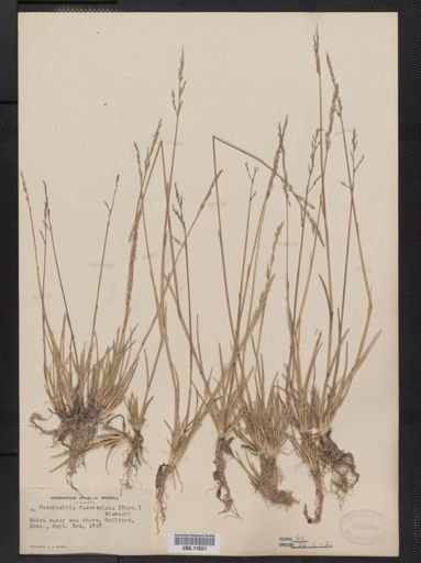 Puccinellia fasciculata