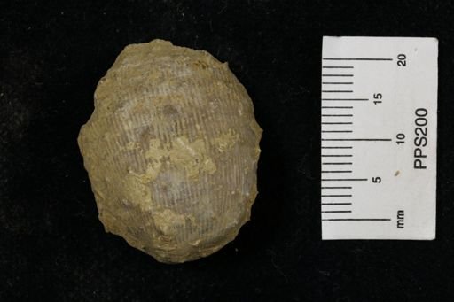 Linoproductus prattenianus