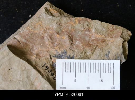 undet. Arthropoda