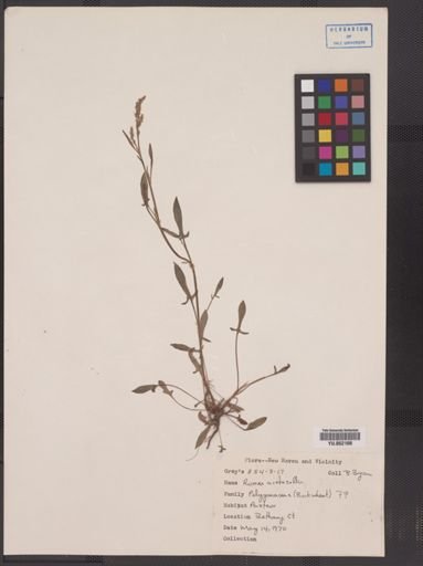 Rumex acetosella