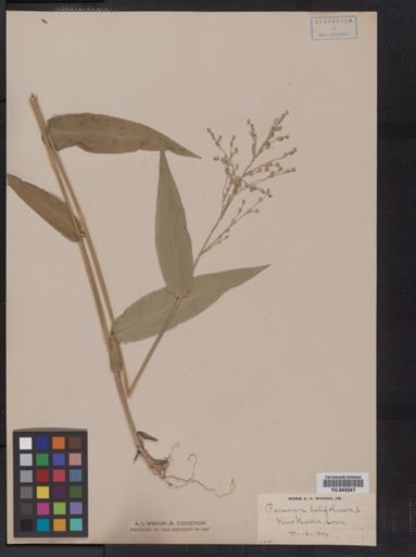 Panicum latifolium