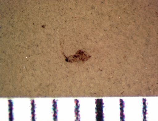 Coleoptera