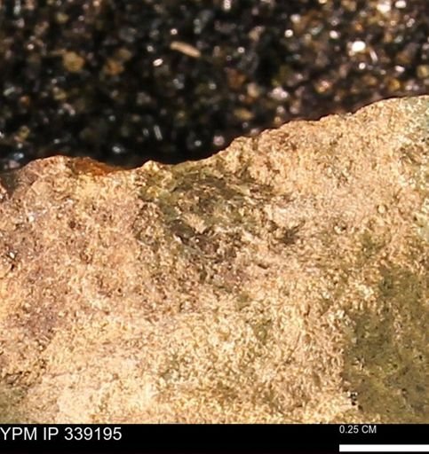 undet. Mollusca