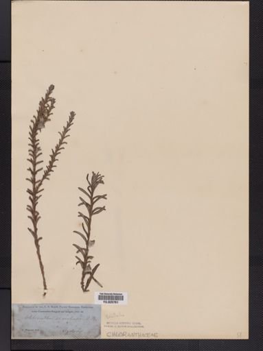 Chloranthus