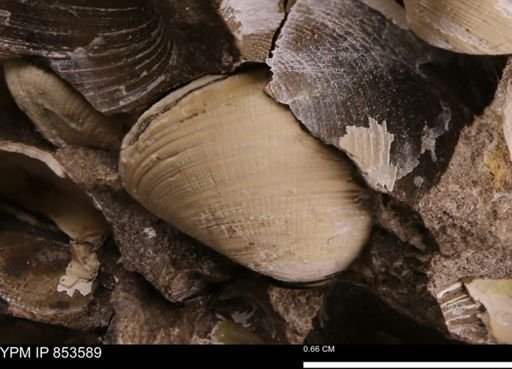 Limopsis striatopunctatus