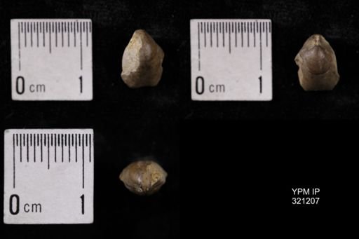 Dielasma turgida