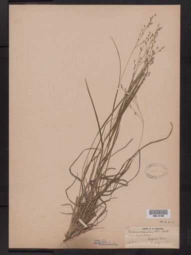 Panicum depauperatum