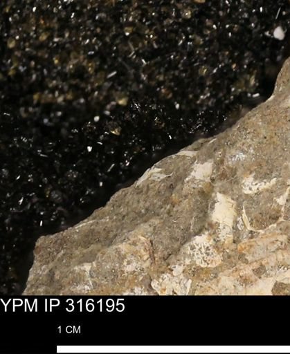 undet. Mollusca
