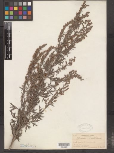 Artemisia absinthium
