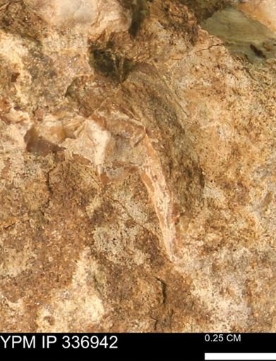 undet. Mollusca