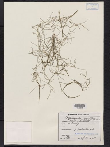 Potamogeton pusillus