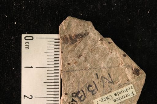Formica robusta