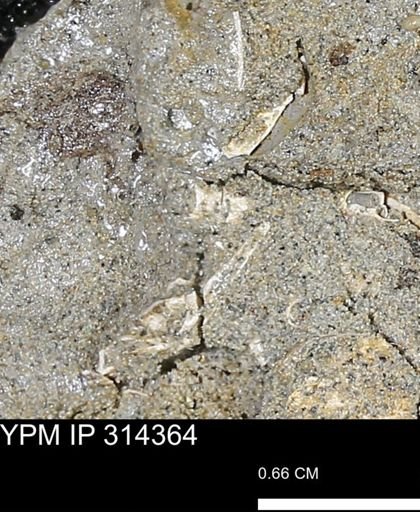 undet. Scaphopoda