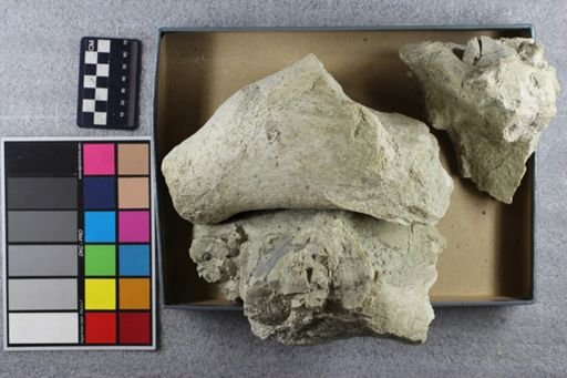 Brontotherium sp.