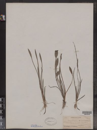 Sagittaria graminea