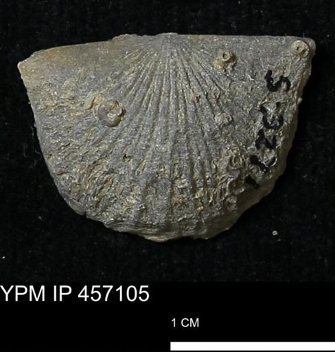 Stropheodonta sp.