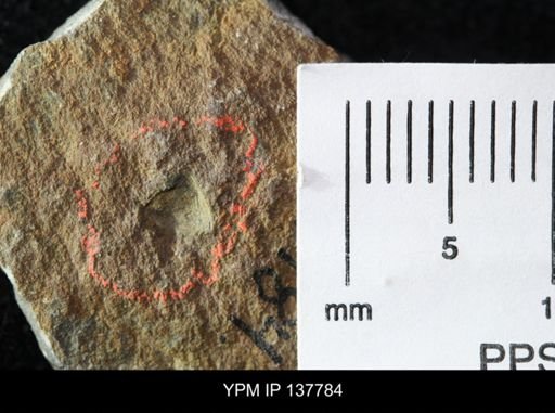 Beyrichona tinea