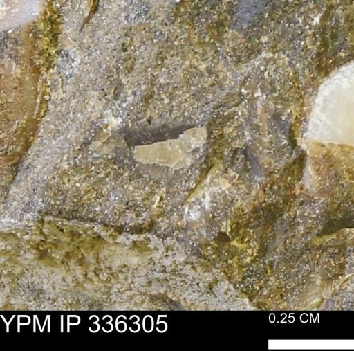 undet. Mollusca