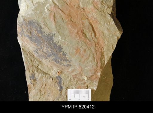 undet. Arthropoda