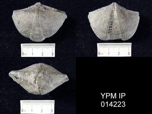 Spirifer audacula