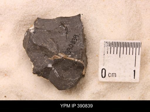 Baculites sp.