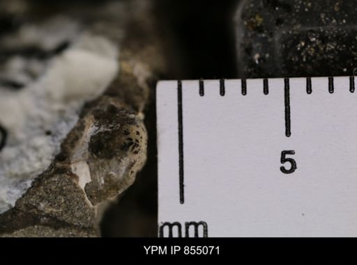 undet. Gastropoda